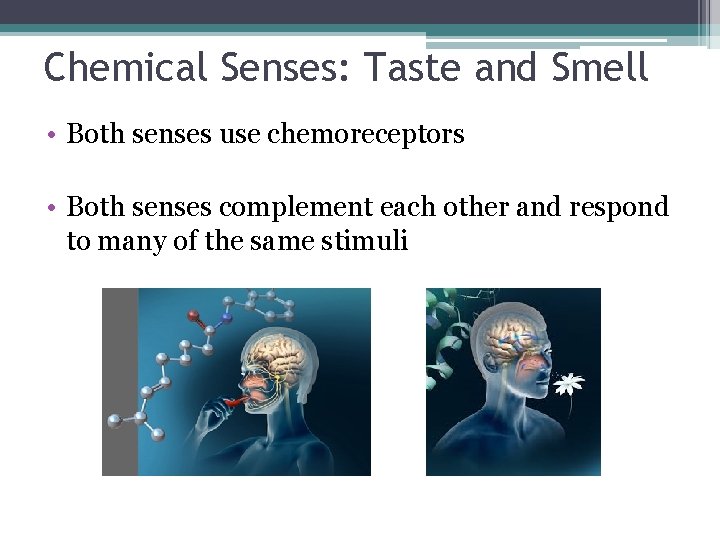 Chemical Senses: Taste and Smell • Both senses use chemoreceptors • Both senses complement