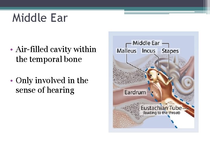 Middle Ear • Air-filled cavity within the temporal bone • Only involved in the