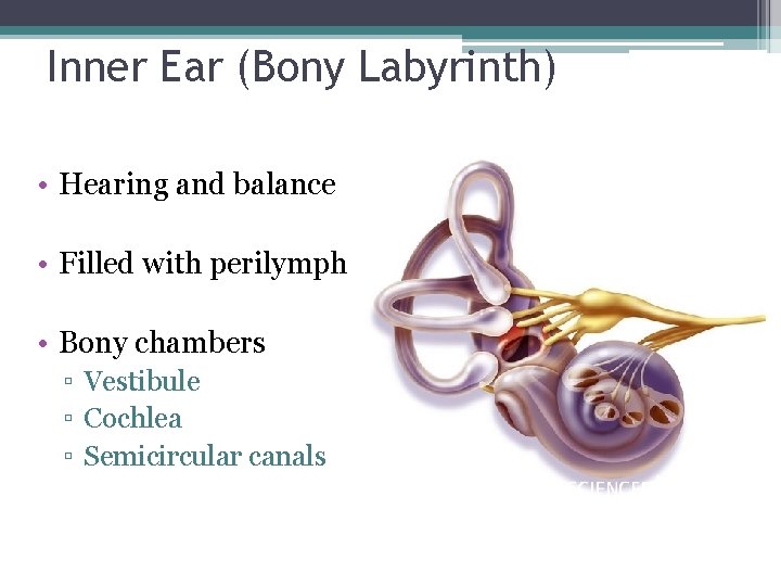 Inner Ear (Bony Labyrinth) • Hearing and balance • Filled with perilymph • Bony