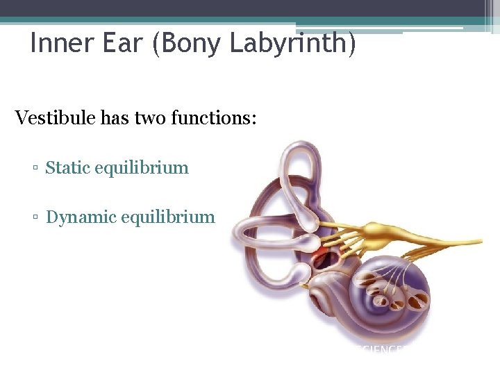 Inner Ear (Bony Labyrinth) Vestibule has two functions: ▫ Static equilibrium ▫ Dynamic equilibrium