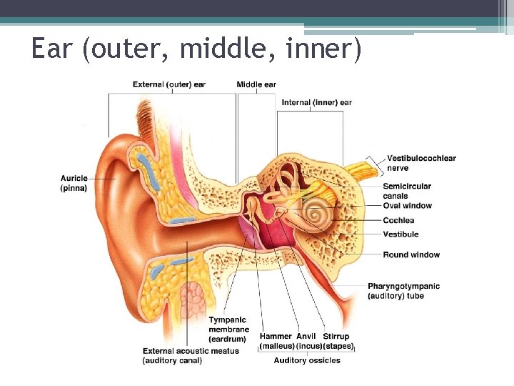Ear (outer, middle, inner) 