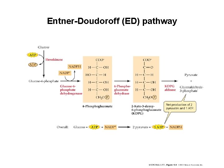 Introduction biosynthesis The combined processes whereby the major