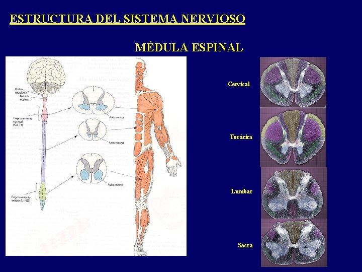 ESTRUCTURA DEL SISTEMA NERVIOSO MÉDULA ESPINAL Cervical Torácica Lumbar Sacra 