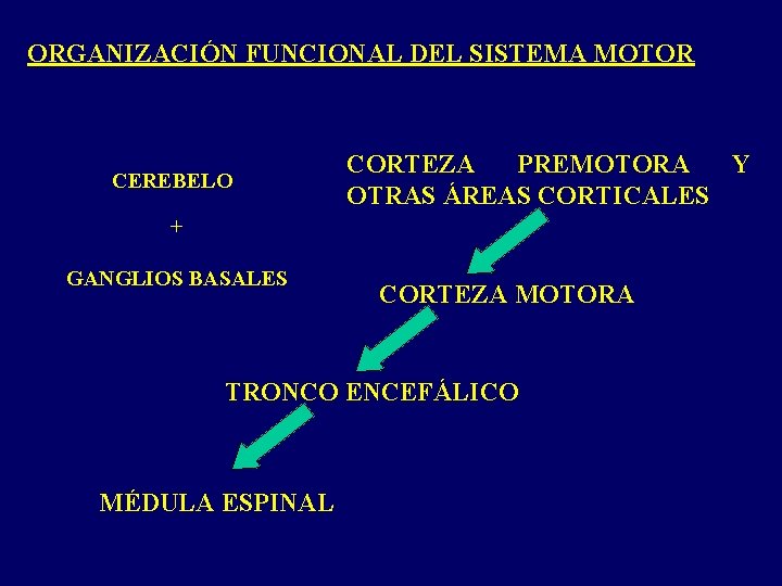 ORGANIZACIÓN FUNCIONAL DEL SISTEMA MOTOR CEREBELO CORTEZA PREMOTORA Y OTRAS ÁREAS CORTICALES + GANGLIOS