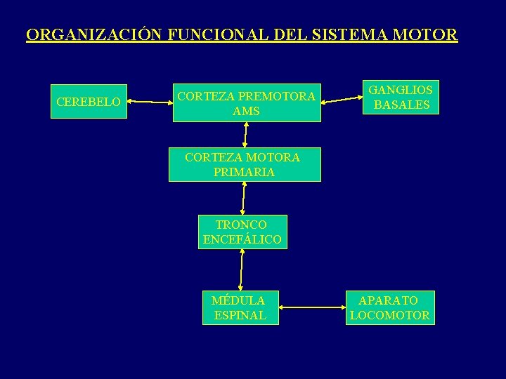 ORGANIZACIÓN FUNCIONAL DEL SISTEMA MOTOR CEREBELO CORTEZA PREMOTORA AMS GANGLIOS BASALES CORTEZA MOTORA PRIMARIA