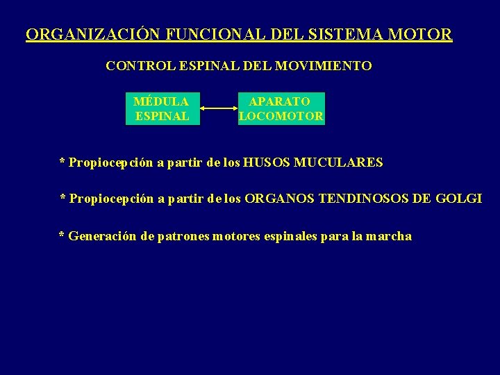 ORGANIZACIÓN FUNCIONAL DEL SISTEMA MOTOR CONTROL ESPINAL DEL MOVIMIENTO MÉDULA ESPINAL APARATO LOCOMOTOR *