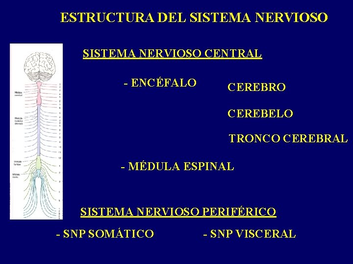 ESTRUCTURA DEL SISTEMA NERVIOSO CENTRAL - ENCÉFALO CEREBRO CEREBELO TRONCO CEREBRAL - MÉDULA ESPINAL