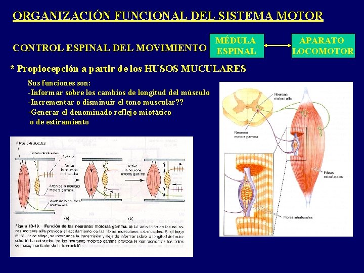 ORGANIZACIÓN FUNCIONAL DEL SISTEMA MOTOR MÉDULA CONTROL ESPINAL DEL MOVIMIENTO ESPINAL * Propiocepción a