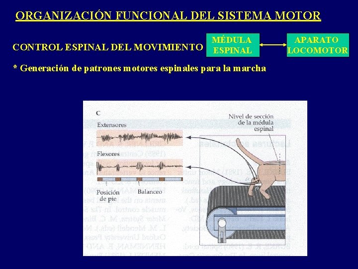 ORGANIZACIÓN FUNCIONAL DEL SISTEMA MOTOR MÉDULA CONTROL ESPINAL DEL MOVIMIENTO ESPINAL * Generación de