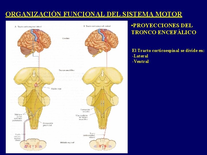 ORGANIZACIÓN FUNCIONAL DEL SISTEMA MOTOR • PROYECCIONES DEL TRONCO ENCEFÁLICO El Tracto corticoespinal se