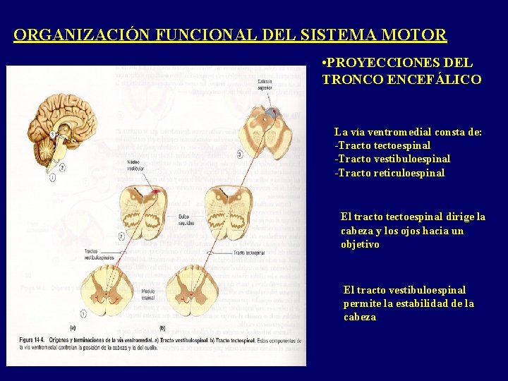 ORGANIZACIÓN FUNCIONAL DEL SISTEMA MOTOR • PROYECCIONES DEL TRONCO ENCEFÁLICO La vía ventromedial consta