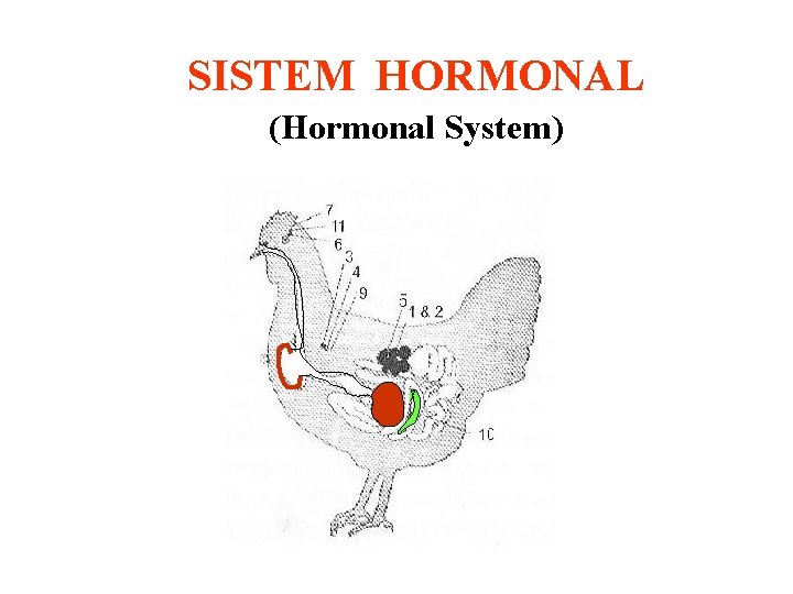 SISTEM HORMONAL (Hormonal System) 