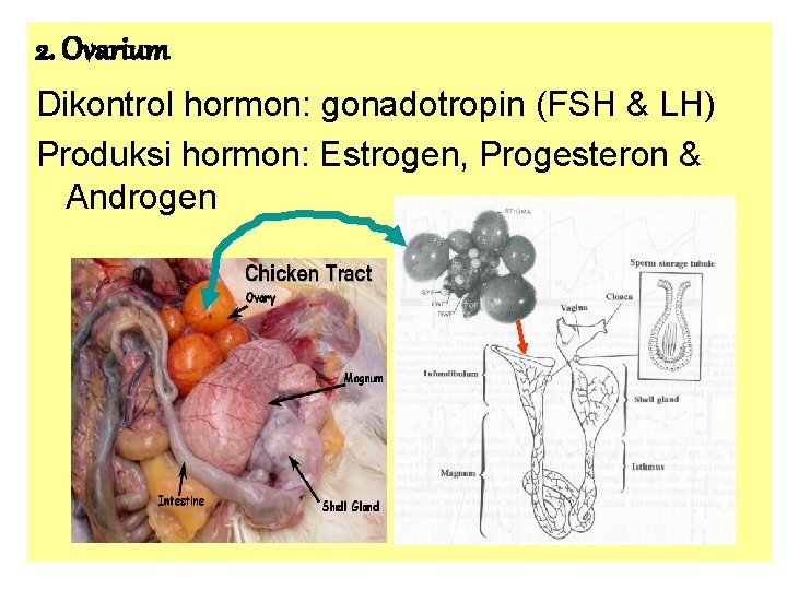 2. Ovarium Dikontrol hormon: gonadotropin (FSH & LH) Produksi hormon: Estrogen, Progesteron & Androgen
