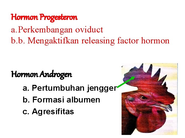 Hormon Progesteron a. Perkembangan oviduct b. b. Mengaktifkan releasing factor hormon Hormon Androgen a.