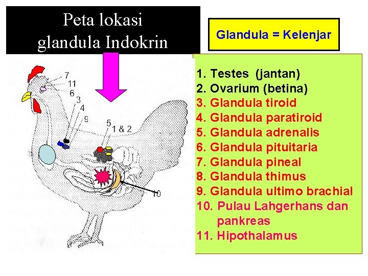 Peta lokasi glandula Indokrin Glandula = Kelenjar 1. Testes (jantan) 2. Ovarium (betina) 3.