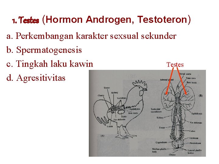 1. Testes (Hormon Androgen, Testoteron) a. Perkembangan karakter sexsual sekunder b. Spermatogenesis c. Tingkah