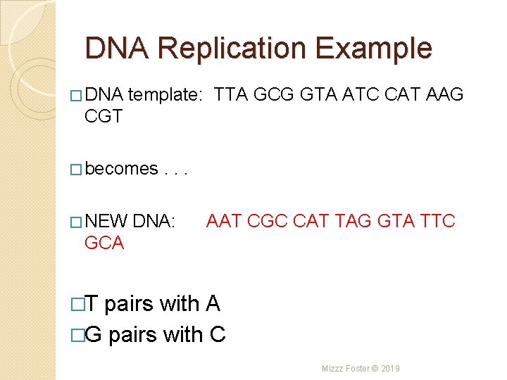 DNA Replication Example � DNA template: TTA GCG GTA ATC CAT AAG CGT �