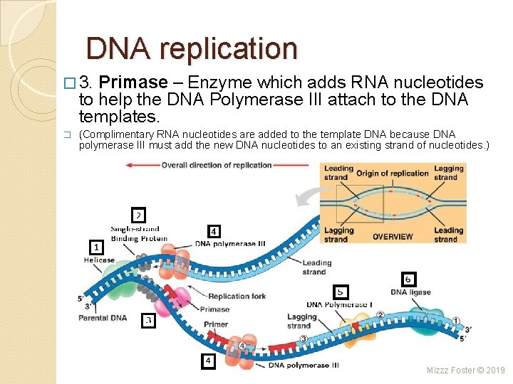 DNA replication � 3. Primase – Enzyme which adds RNA nucleotides to help the