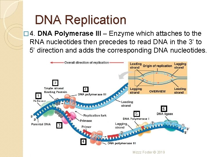 DNA Replication � 4. DNA Polymerase III – Enzyme which attaches to the RNA DNA Replication � 4. DNA Polymerase III – Enzyme which attaches to the RNA