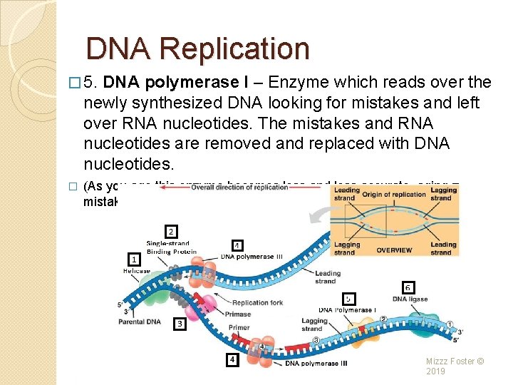 DNA Replication � 5. DNA polymerase I – Enzyme which reads over the newly