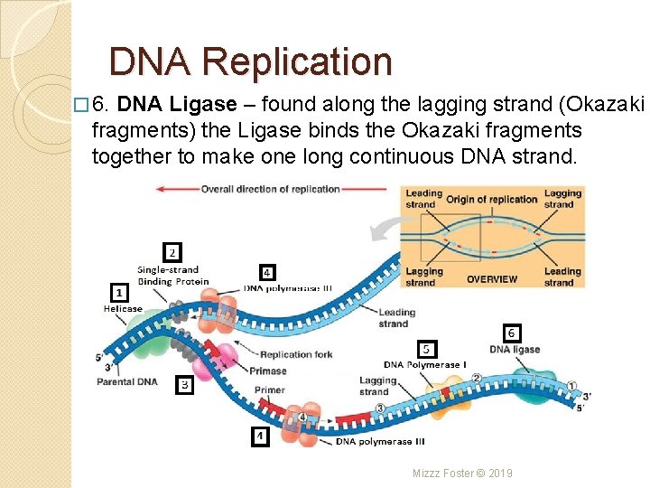 DNA Replication � 6. DNA Ligase – found along the lagging strand (Okazaki fragments)