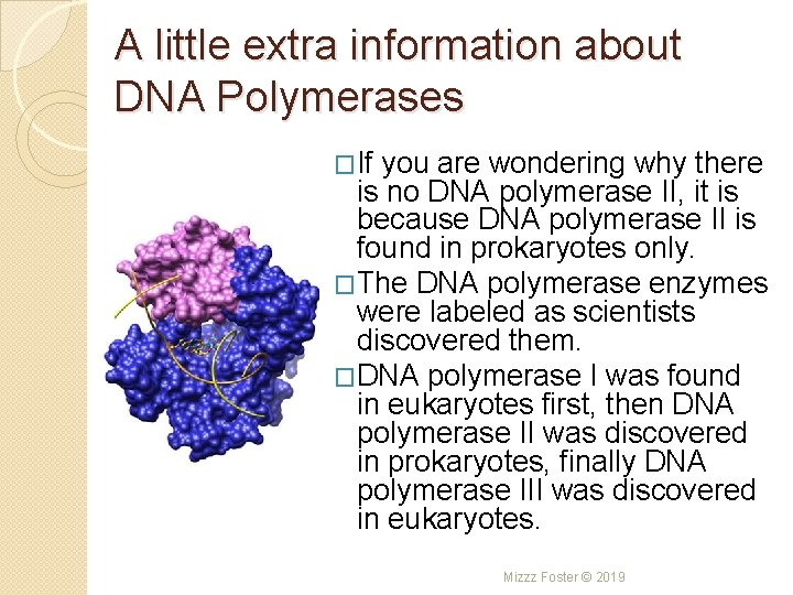 A little extra information about DNA Polymerases �If you are wondering why there is