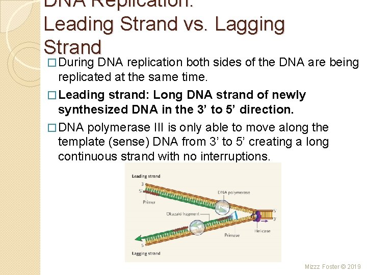 DNA Replication: Leading Strand vs. Lagging Strand � During DNA replication both sides of