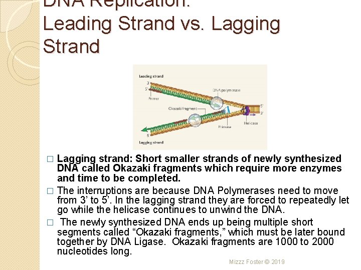 DNA Replication: Leading Strand vs. Lagging Strand Lagging strand: Short smaller strands of newly DNA Replication: Leading Strand vs. Lagging Strand Lagging strand: Short smaller strands of newly