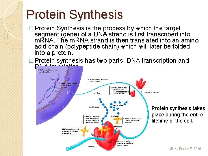 Protein Synthesis � Protein Synthesis is the process by which the target segment (gene)