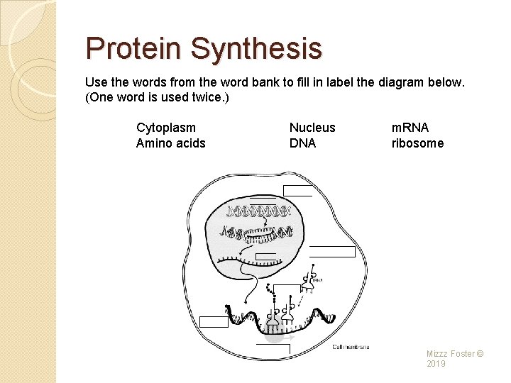 Protein Synthesis Use the words from the word bank to fill in label the
