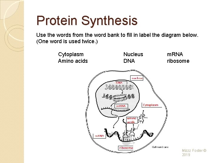 Protein Synthesis Use the words from the word bank to fill in label the