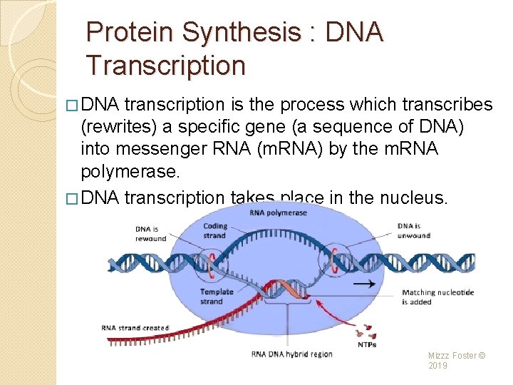 Protein Synthesis : DNA Transcription � DNA transcription is the process which transcribes (rewrites) Protein Synthesis : DNA Transcription � DNA transcription is the process which transcribes (rewrites)