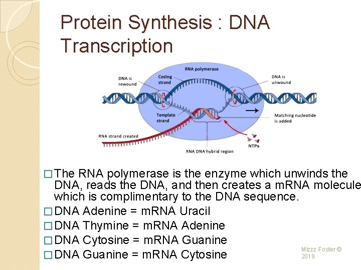 Protein Synthesis : DNA Transcription � The RNA polymerase is the enzyme which unwinds