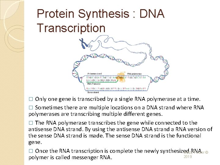 Protein Synthesis : DNA Transcription Only one gene is transcribed by a single RNA