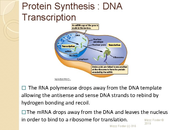 Protein Synthesis : DNA Transcription The RNA polymerase drops away from the DNA template