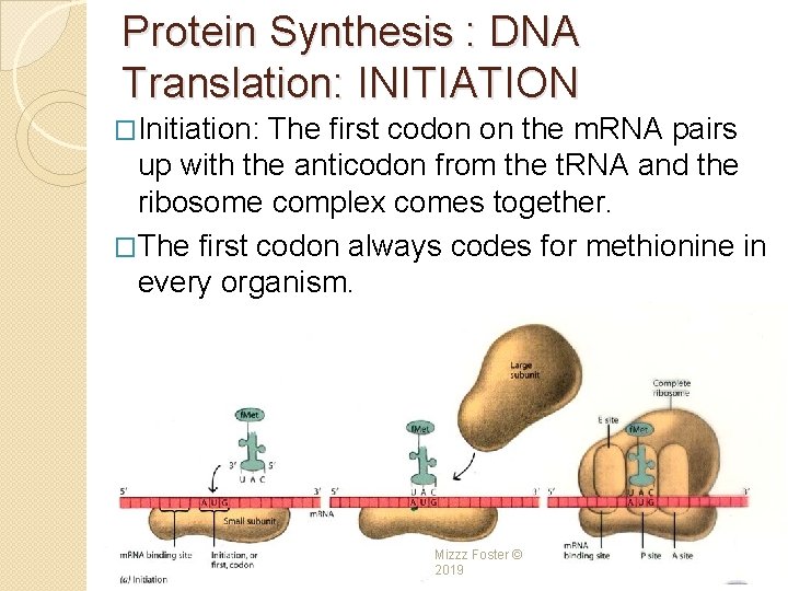 Protein Synthesis : DNA Translation: INITIATION �Initiation: The first codon on the m. RNA