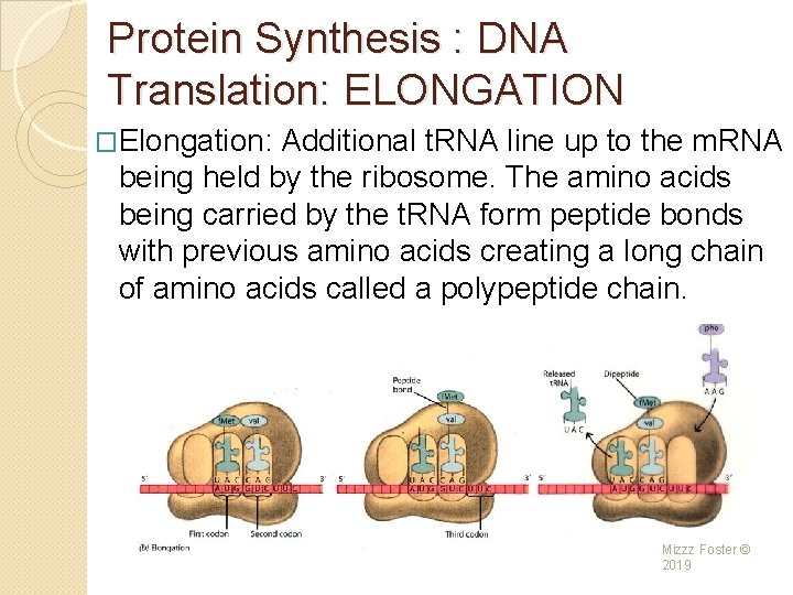 Protein Synthesis : DNA Translation: ELONGATION �Elongation: Additional t. RNA line up to the