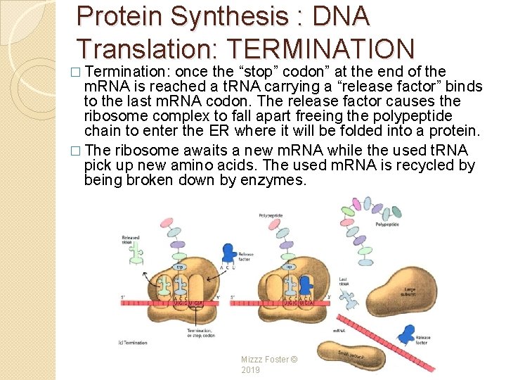 Protein Synthesis : DNA Translation: TERMINATION � Termination: once the “stop” codon” at the Protein Synthesis : DNA Translation: TERMINATION � Termination: once the “stop” codon” at the