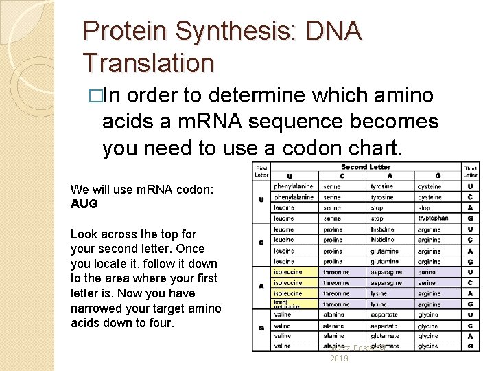 Protein Synthesis: DNA Translation �In order to determine which amino acids a m. RNA