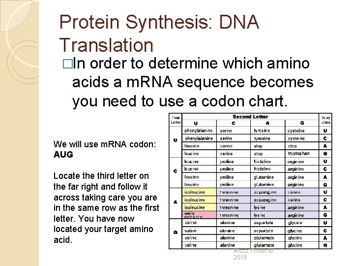 Protein Synthesis: DNA Translation �In order to determine which amino acids a m. RNA Protein Synthesis: DNA Translation �In order to determine which amino acids a m. RNA