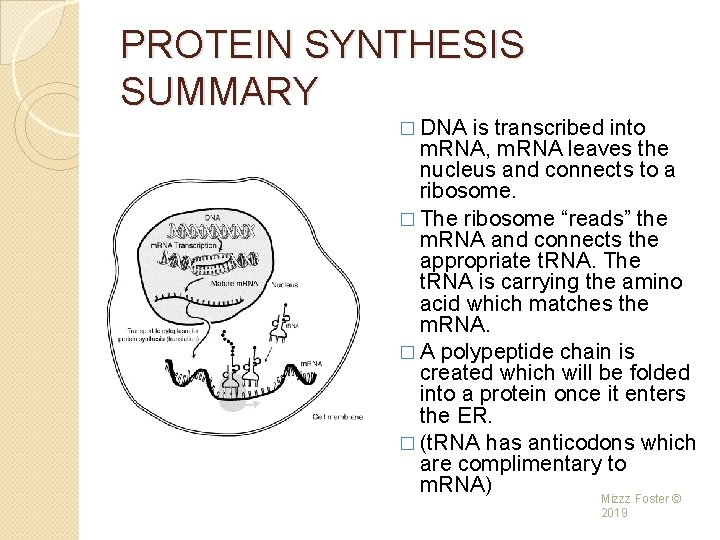 PROTEIN SYNTHESIS SUMMARY � DNA is transcribed into m. RNA, m. RNA leaves the
