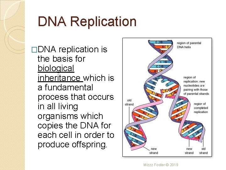DNA Replication �DNA replication is the basis for biological inheritance which is a fundamental DNA Replication �DNA replication is the basis for biological inheritance which is a fundamental
