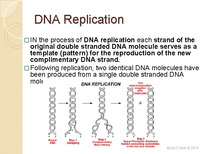 DNA Replication � IN the process of DNA replication each strand of the original DNA Replication � IN the process of DNA replication each strand of the original