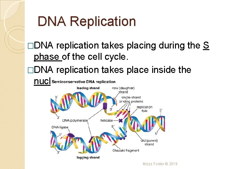 DNA Replication �DNA replication takes placing during the S phase of the cell cycle.