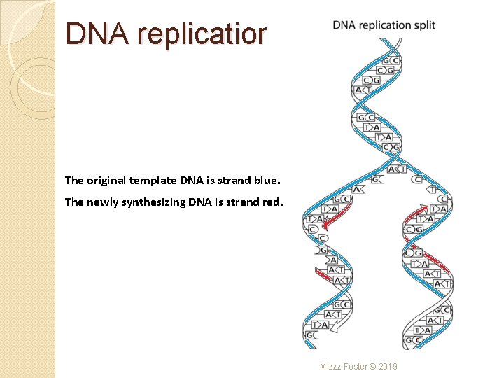DNA replication The original template DNA is strand blue. The newly synthesizing DNA is