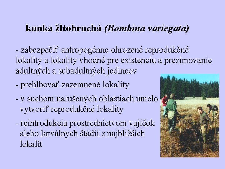 kunka žltobruchá (Bombina variegata) - zabezpečiť antropogénne ohrozené reprodukčné lokality a lokality vhodné pre