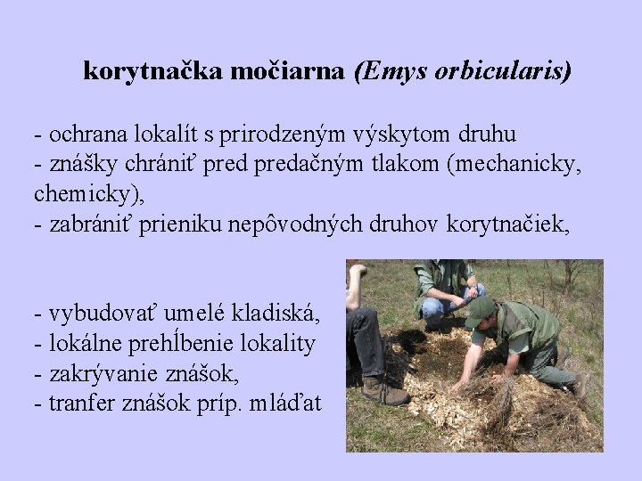 korytnačka močiarna (Emys orbicularis) - ochrana lokalít s prirodzeným výskytom druhu - znášky chrániť