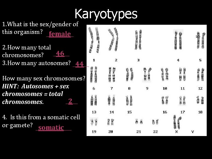 Karyotypes 1. What is the sex/gender of this organism? _female_ 2. How many total