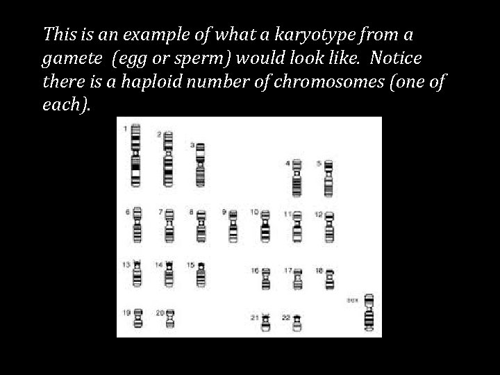 This is an example of what a karyotype from a gamete (egg or sperm)