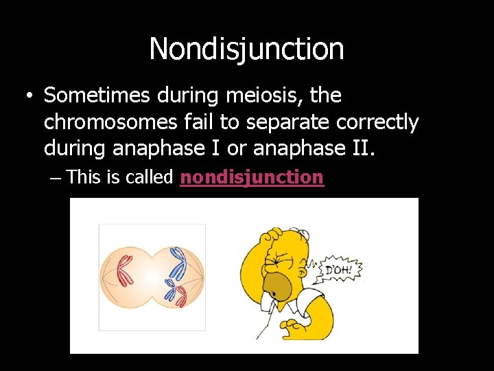 Nondisjunction • Sometimes during meiosis, the chromosomes fail to separate correctly during anaphase I